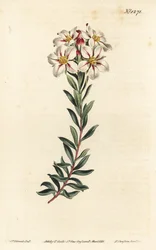 Buchu, Adenandra villosa (Schermbloemige diosma, Diosma speciosa) - uit William Curtis