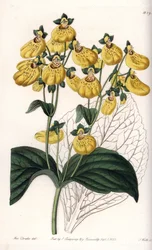 Calceolary of kleine pantoffel, met gele bloemen - Gegraveerde plaat door S.Watts, naar een illustratie van Sarah Anne Drake (1803-1857), uit het Botanical Register van Sydenham Edwards (1768-1819), Engeland