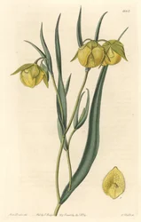 Calochorte (mariposa) of cyclobothre met gele bloemen, afkomstig uit Californië