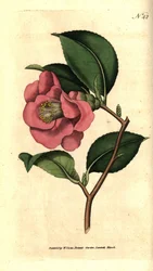 Camellia uit Japan