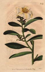 Camellia Penang, een witte bloem met een gelige tint. Camellia axillaris