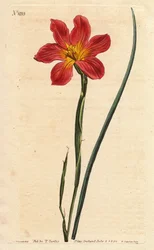 Kaapse tulp, moraea heeft bloeiende stro en roze zalm. Strogekleurde gelijkbloemige moraea, zalmroze en gele Kaapse Tulp. Homeria collina (Moraea collina). Handgekleurde kopergravure naar een botanische illustratie van Sydenham Edwards uit William Curtis