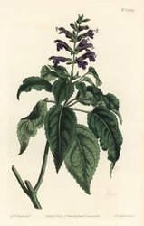 Caribische salie, Salvia lamiifolia (Paarse bloeiende salie, Salvia amoena) - uit William Curtis
