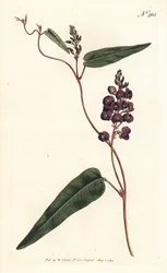 Caulinia bimaculata (Paarse glycine, Glycine bimaculata). Handgekleurde kopergravure door Sansom naar een illustratie van Sydenham Edwards uit William Curtis