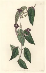 Ceropegia elegant, afkomstig uit India - Sterk water door S. Watts uit een illustratie van Sarah Anne Drake (1803-1857), uit het Botanical Register