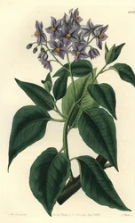 Chileense aardappelboom of gekrulde solanum