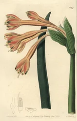 Clinanthus fulvus