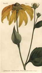 Zonnehoed of zwartogige rudbeckia, Rudbeckia hirta, Polygamia frustranea. Handgekleurde kopergravure door F. Sansom naar een botanische illustratie van Sydenham Edwards voor William Curtis