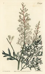 Krulstruik of boerenwormkruid - Krulstruik of peterselievaren (zwavel-wortelbladige lomatia), Lomatia silaifolia. Handgekleurde kopergravure door F. Sansom Jr. naar een illustratie door Sydenham Edwards uit William Curtis