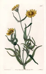 Goudmargriet, endemisch in Californië