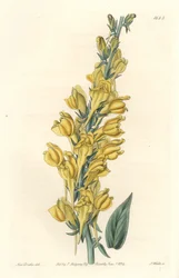 Dalmatische linaria