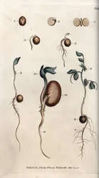 Verschillende kiemstadia van erwtenzaad en gewone boon. Gekleurde kopergravure, illustratie door Sydenham Edwards (1768-1819) voor Conferences of Botanical, Botanische Tuin van Lambeth (Engeland)