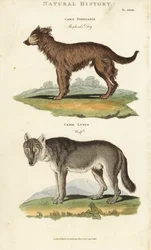 Hond en Wolf - Herdershond, Canis familiaris, en wolf, Canis lupus. Handgekleurde kopergravure naar Sydenham Edwards uit John Mason Good