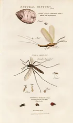 Economisch belangrijke insecten: Cochenille, mug en lieveheersbeestje