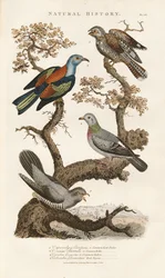 Europese vogelsoorten op bomen