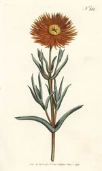 Vijg goudsbloem - Gouden vijg-goudsbloem, Mesembryanthemum aureum. Handgekleurde kopergravure door Sansom naar een illustratie van Sydenham Edwards uit William Curtis