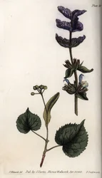 Bloembladeren en violette boeket van eindstandige schutbladen van groene salie (of horminesalie) en lindebomen