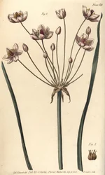 Bloeiende rus, Butomus umbellatus, Hexagynia, hermafrodiete bloem 1 en stampers 2