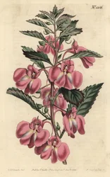 Tuinbalsemien