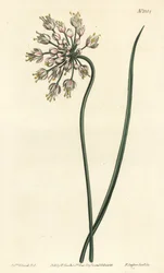 Knikkende ui, damessjalot of gebogen knoflook, Allium cernuum - uit William Curtis