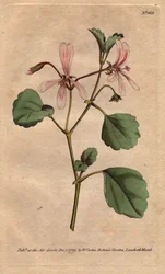 Geranium heeft zuringblad, met roze geaderde bloemen, afkomstig uit Zuid-Afrika. Zuringkraanvogel met roze geaderde bloemen. Een inheemse van de Kaap, Zuid-Afrika. Pelargonium acetosum. Handgekleurde kopergravure naar een botanische illustratie van Sydenha