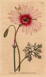Geranium monsonia