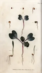 Ontkieming van radijszaden, gewone tarwe en gewone gerst. Gekleurde kopergravure, illustratie door Sydenham Edwards (1768-1819) voor Conferences of Botanical, botanische tuin van Lambeth (Engeland)
