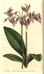 Giroselle van Virginia - Amerikaanse sleutelbloem of Mead