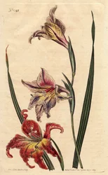 Glaieul heeft grote bloemen in epis of grote bruine afrikaner, met lichtroze en scharlaken gevlekte bloemen, inheems in Zuid-Afrika. Grote bloemige cornflag of grote bruine afrikaner, met gevlekte bloemen in scharlaken en lichtroze, inheems in Zuid-Afrika.