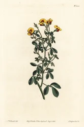 Haarige goodia, Goodia lotifolia var. pubescens (Goodia pubescens) - uit William Curtis