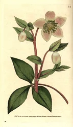Livid of zwart nieskruid - Livid of paars nieskruid, Helleborus lividus. Handgekleurde kopergravure naar een botanische illustratie van James Sowerby uit William Curtis