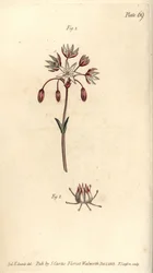 Hermafrodiete bloem met zeven stampers, Heptagynia, Septas capensis. Handgekleurde kopergravure door F. Sansom van een botanische illustratie door Sydenham Edwards voor William Curtis