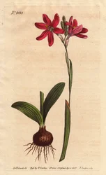 Ixia roze. van de Zuid-Afrikaanse lelie familie, beschreven met bol en bladeren. Roze gekleurde ixia, een mooie roze bloem van de lelie familie uit Zuid-Afrika, getoond met bol en bladeren links. Ixia latifolia (Ixia capillaris). Handgekleurde kopergravure