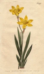 Ixia zwavelkleur, met heldergele bloemen. Ixia bulbifera