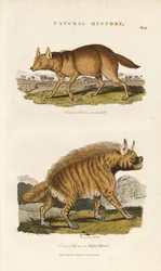 Jakhals en gestreepte hyena