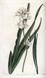 Libertia, endemisch in Chili - Gegraveerd door S.Watts, uit een illustratie van Sarah Anne Drake, uit het Botanical Register van Sydenham Edwards, Engeland