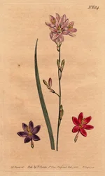 Lelies van de bles, met voorbeelden van verschillende kleuren: roze, paars, scharlaken. Flexuose ixia met kleurvariëteiten: roze, paars en scharlaken. Ixia flexuosa. Handgekleurde kopergravure uit een botanische illustratie door Sydenham Edwards