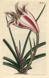 Lelie Variété - Kaap kust lelie, Crinum ornatum (Amaryllis ornata). Handgekleurde kopergravure door F. Sansom Jr. naar een illustratie door Sydenham Edwards uit William Curtis