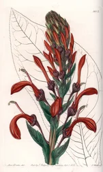 Lobelia variëteit (of kardinaal) uit Chili - Plaat gegraveerd door S.Watts, naar een illustratie van Sarah Anne Drake (1803-1857), uit het Botanical Register van Sydenham Edwards (1768-1819), Engeland