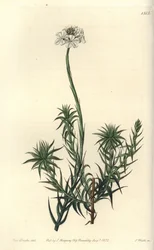 Langbladige sphenotoma, uit het Botanical Register
