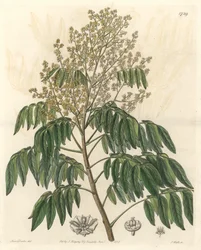 Longanier, oorspronkelijk uit China - S. Watts sterke water uit een illustratie van Sarah Anne Drake (1803-1857), uit het Botanical Register