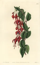 Magelhaenfuchsia - Kolibriefuchsia, Fuchsia magellanica