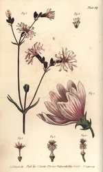 Kaasjeskruid, Malva sylvestris, Monadelphia