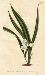 Marsh marica met kleine witte bloemen en smalle gestreepte bladeren