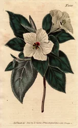 Melhania Sint-Helena met witte bloemen. St. Helena Rood hout met witte bloemen. Melhania erythroxylon
