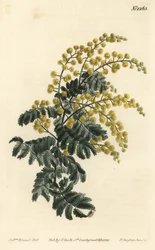 Mimosa