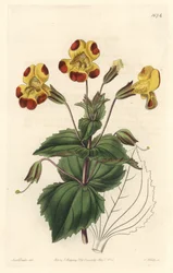 Mimule, bijgenaamd Apenbloem of Muskusbloem, hybride variëteit, uit het Botanical Register