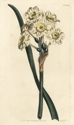 Narcissus een boeket - Trosbloemige narcis, Narcissus tazetta (Bleekbekervormige witte tuinnarcis; Narcissus orientalis) - Handgekleurde kopergravure door F. Sansom Jr. naar een illustratie van Sydenham Edwards uit William Curtis