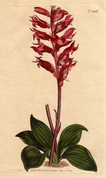Neottie orchidee met vorstbloem, roze en karmozijnrode kleur, inheems in Jamaica. Bevroren bloemige neottia, met karmozijnrode en roze bloemen, inheems in Jamaica. Stenorhynchus squamulosus (Neottia orchioides) Handgekleurde kopergravure uit een botanische