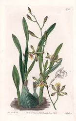 Orchidee: epidendre grele - Gegraveerde plaat door S. Watts, naar een illustratie van Sarah Anne Drake (1803-1857), uit het Botanical Register van Sydenham Edwards (1768-1819), Engeland